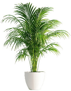 indoor-plant-2